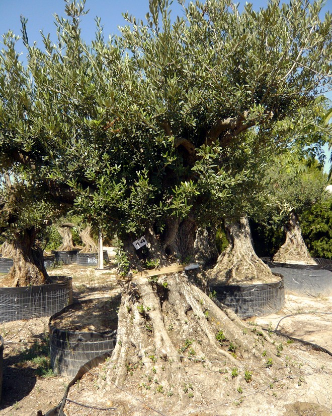 Olivenbaum verkaufsfertig