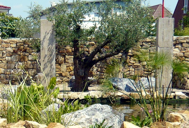 Mediterraner Garten mit Olivenbaum