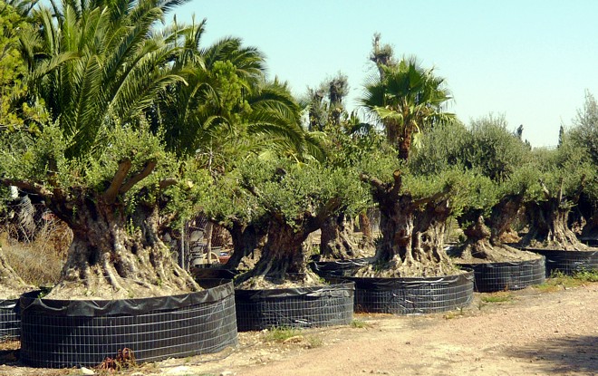 Alte Olivenbäume fertig zum Verkauf