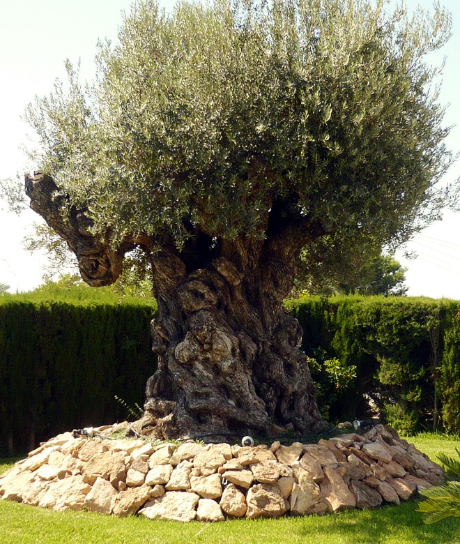 sehr alter Olivenbaum