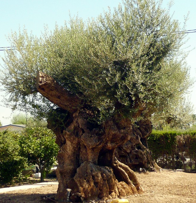 sehr alte Olivenbäume